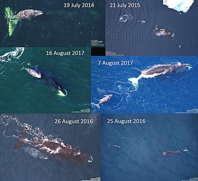 Figure 1. Selection of bowhead whale cow-calf pairs photographed during summer (July-August) months in the western Beaufort Sea during ASAMM. Of note, the cows in the 19 July 2014 and 7 August 2017 images are likely older females because white on the tail becomes more pronounced with increasing age.   Photo Credit (left to right, top to bottom): Corey Accardo, Heather Foley, Lisa Barry, Laura Ganley, Lisa Barry, Vicki Beaver, NOAA Fisheries © NOAA Fisheries