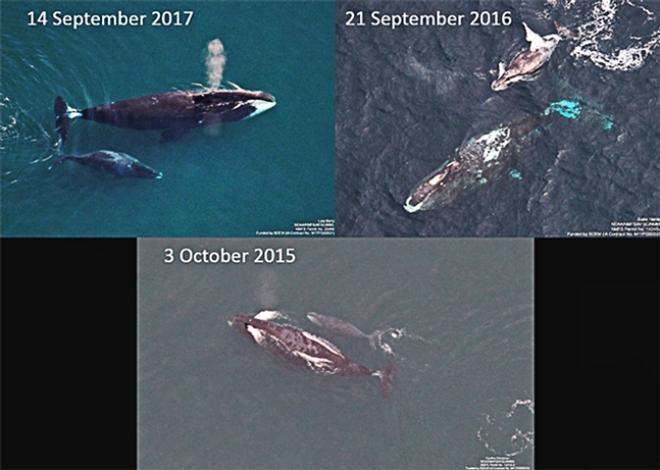 Figure 2. Selection of bowhead whale cow-calf pairs photographed during fall (September-October) months in the western Beaufort Sea during ASAMM. Calves are noticeably longer and leaner than those observed in summer.  Photo Credit: Lisa Barry, Suzie Hanlan, Cynthia Christman, NOAA Fisheries © NOAA Fisheries