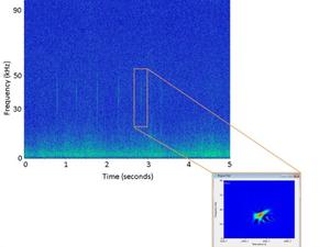 A spectrogram of a Cuvier's beaked whale (top left) with a zoomed in, high resolution spectrogram known as a Wigner plot (bottom right) of a single click highlighted in orange photo copyright  NOAA Fisheries / Annamaria Izzi DeAngelis /NEFSC taken at  and featuring the  class