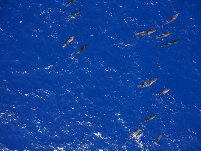 Melon-headed whales photographed with hexacopter © NOAA Fisheries