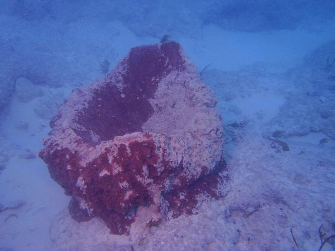 Abraded sponges like this one at Alligator Reef are found throughout the Florida Keys National Marine Sanctuary ©  Steve Gittings / NOAA