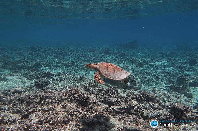 A turtle swimming over a reef destroyed by the 2016 bleaching event in the Indian Ocean photo copyright ARC CoE for Coral Reef Studies / Kristen Brown taken at  and featuring the Cruising Yacht class