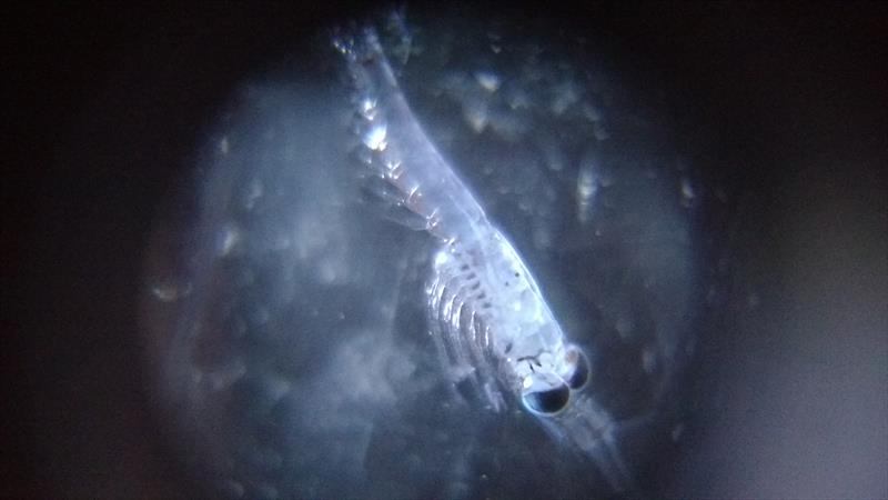 Sample of ichtyoplankton taken north of Tenerife - photo © Mission Ocean