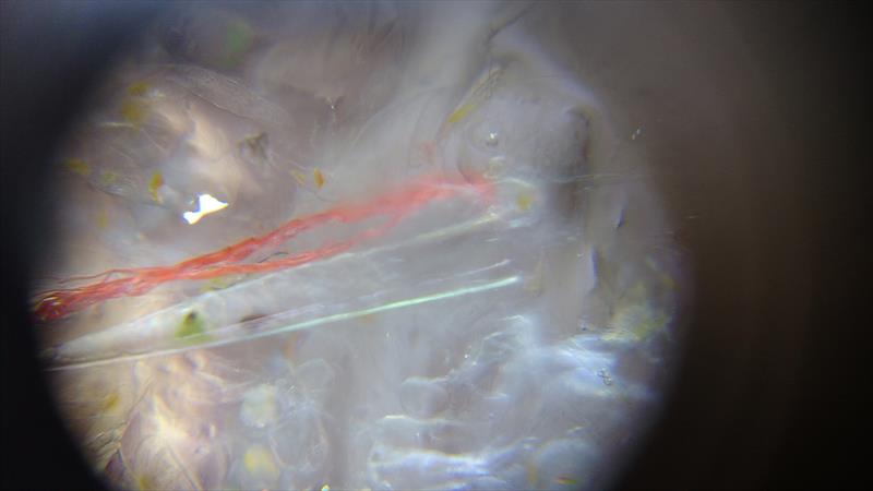 Plastic microfibres from clothing found in our plankton net photo copyright Mission Ocean taken at  and featuring the Cruising Yacht class