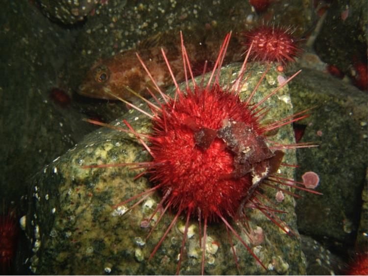Urchin Sterechinus neumayeri - photo © British Antarctic Survey