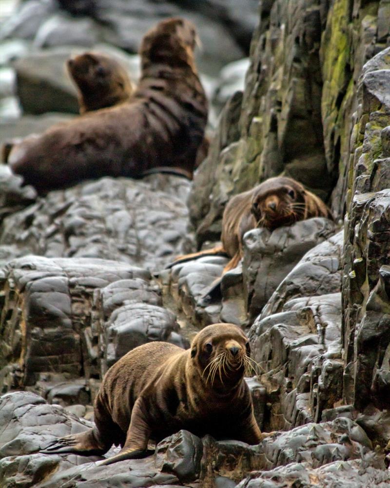 Steller sea lion pups on Gillon Point, Agattu Island photo copyright NOAA Fisheries taken at  and featuring the Cruising Yacht class