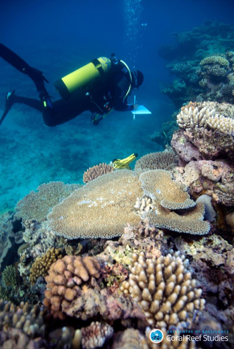 Dr. Lamb performing reef surveys on Great Barrier Reef - photo © John Rumney