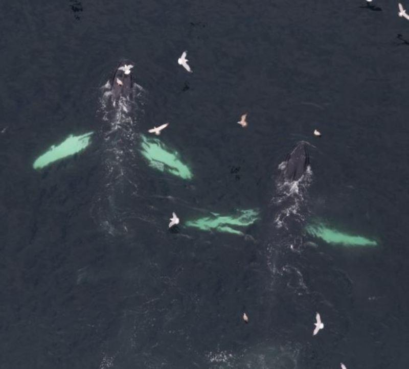Humpback whales swimming side by side - photo © NOAA Fisheries