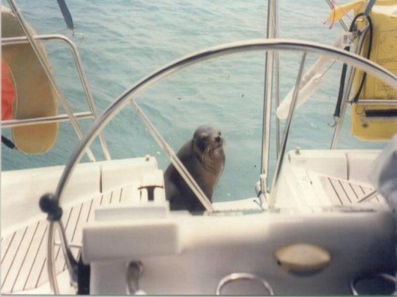 The unexpected visitor photo copyright Hugh and Heather Bacon taken at  and featuring the Cruising Yacht class