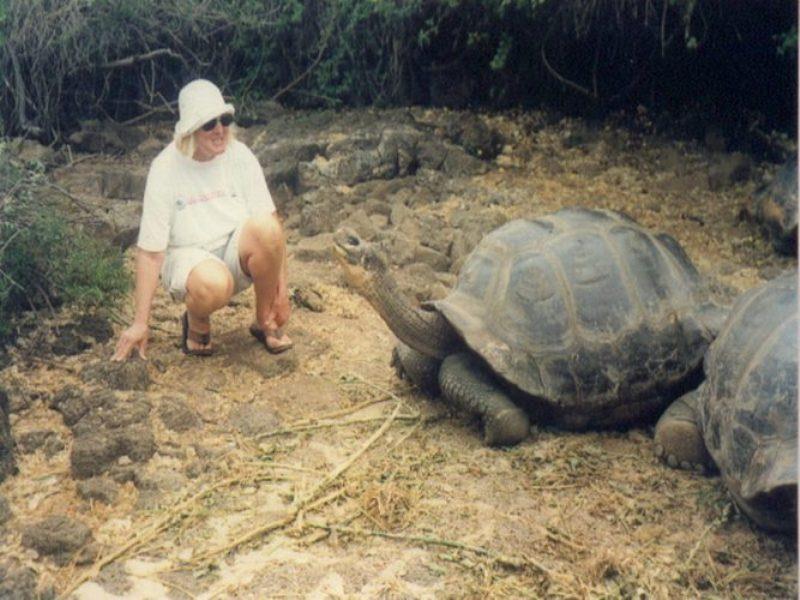 Giant tortoise - photo © Hugh and Heather Bacon