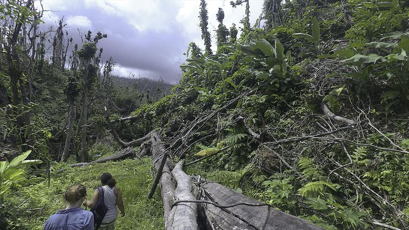 Hiking through damaged rainforest photo copyright Mission Ocean taken at  and featuring the Cruising Yacht class