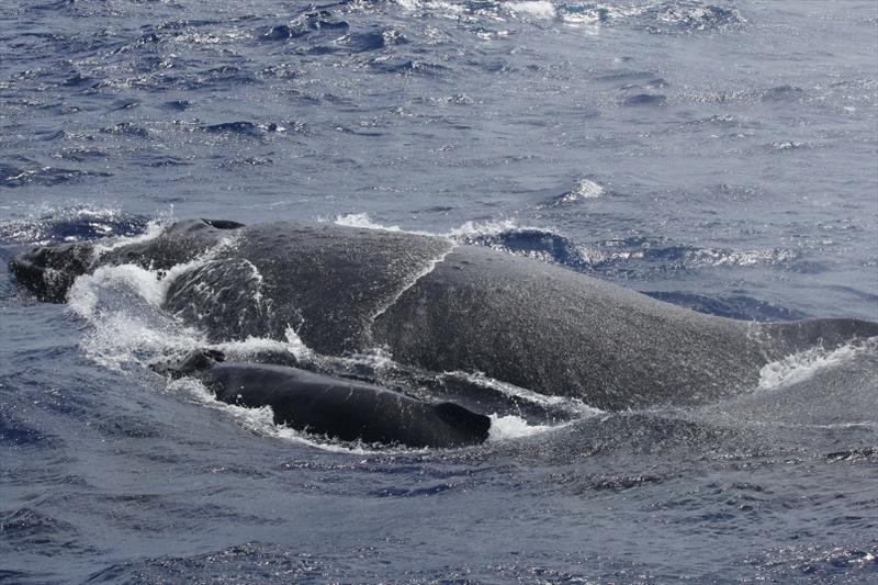 Humpback whale mother-calf pair sighted in 2015 off Saipan in the Mariana Islands - photo © NOAA Fisheries / Amanda L. Bradford