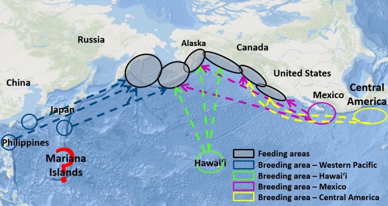 Links between North Pacific humpback whale winter breeding areas and predominant summer feeding areas. Are humpback whales breeding in the Mariana Islands, and how are these whales linked to other North Pacific feeding and breeding areas? photo copyright NOAA Fisheries taken at  and featuring the Cruising Yacht class