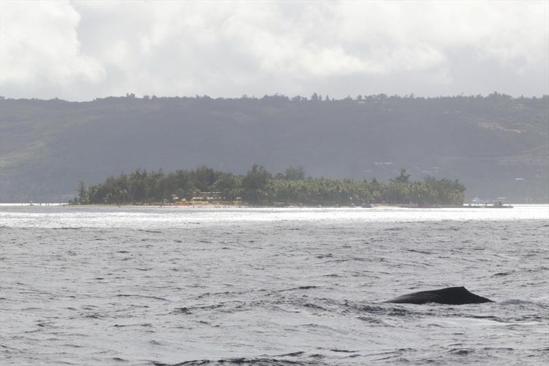 A humpback whale surfaces off of Managaha Island, which is just offshore of Saipan in the Mariana Islands - photo © NOAA Fisheries / Marie C. Hill