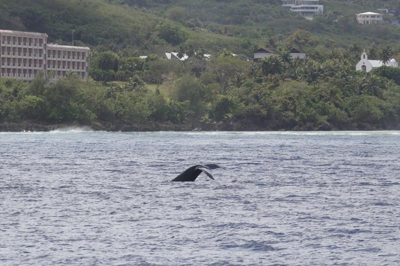 A humpback whale starts a dive close to the western shore of Saipan in the Mariana Islands - photo © NOAA Fisheries / Marie C. Hill