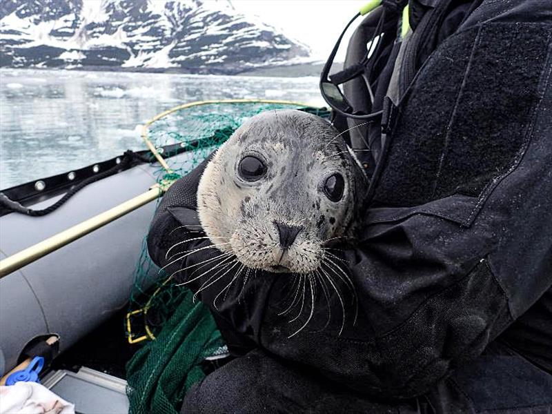 A tagged harbor seal pup is ready to be released in Disenchantment Bay, Alaska. - photo © NOAA Fisheries