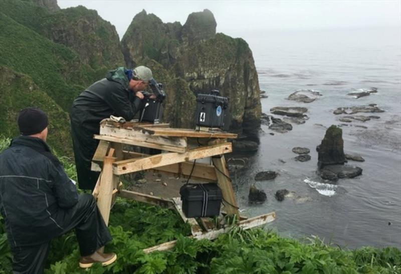 Alaska Ecosystem Program biologists work on retrieving memory cards full of images captured in the past year and performing maintenance on remote cameras stationed high on the cliffs above the Steller sea lion rookery on Cape Sabak on Agattu Island - photo © NOAA Fisheries