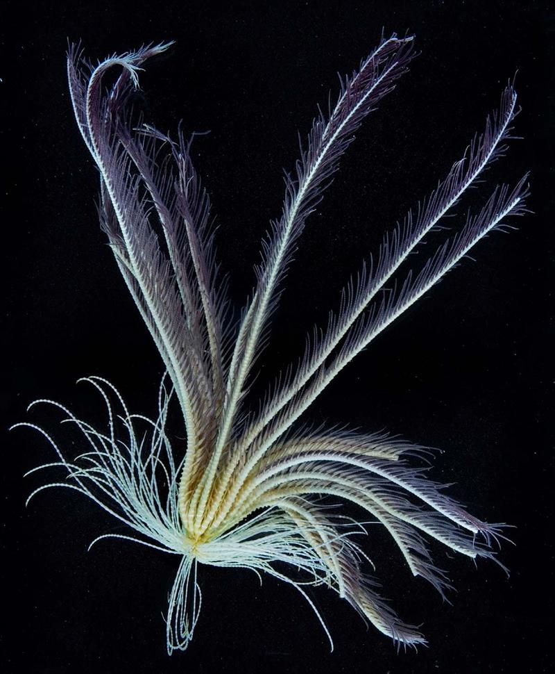 A modern feather star, a species which took over following the decline of the sea lillies. - photo © British Antarctic Survey
