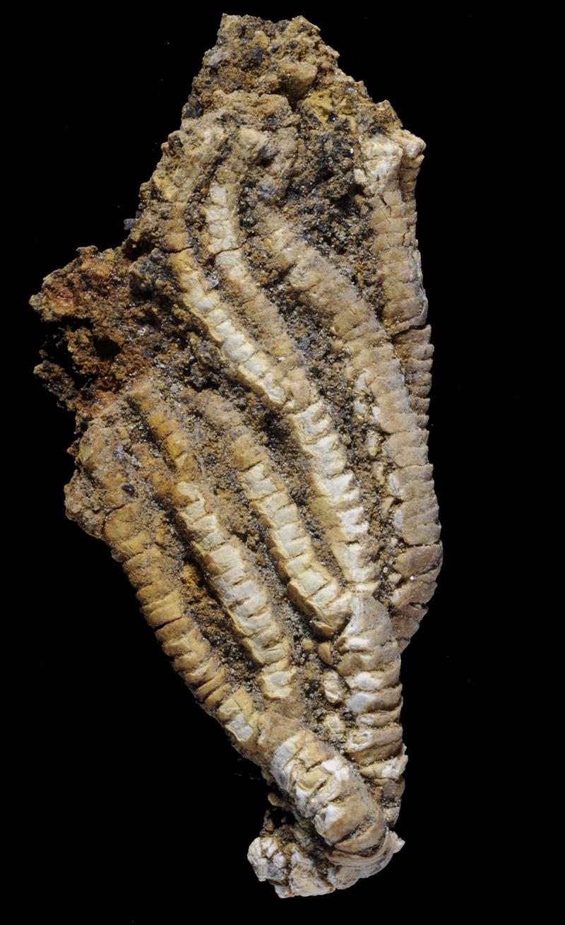 An example of a fossilised sea lily - photo © British Antarctic Survey