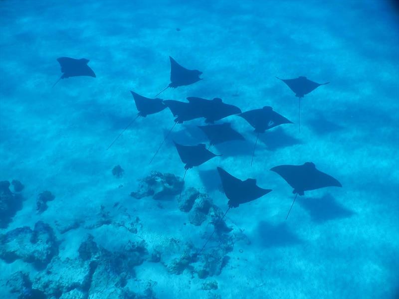 A squadron of Eagle rays - photo © Andrew and Clare