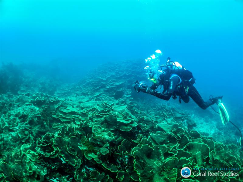 A researcher inspecting the growth of the study species, Turbinaria reniformis, in Western Australia's Bremer Bay. - photo © ARC CoE for Coral Reef Studies/ Claire Ross