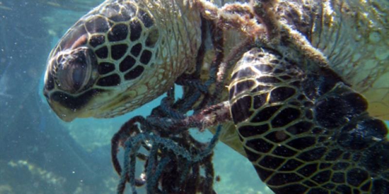 A hawksbill sea turtle in Hawaii seen entangled in rope underwater photo copyright NOAA Fisheries taken at  and featuring the Cruising Yacht class