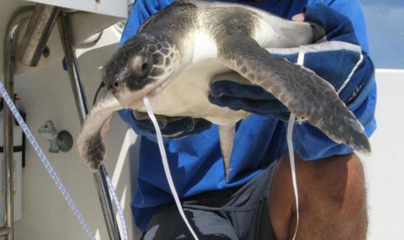 Sea turtles are at special risk from balloon garbage. This juvenile Kemp's ridley sea turtle had injested a balloon with an attached ribbon - photo © Blair Witherington, Florida Fish and Wildlife Conservation Commission