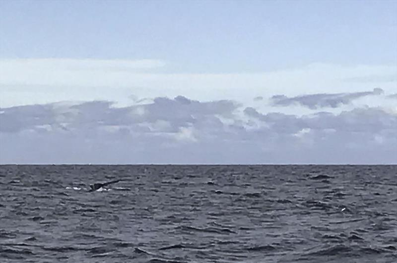 Apologies for the resolution - taken with my phone in the middle of a boat test photo copyright John Curnow taken at  and featuring the Cruising Yacht class