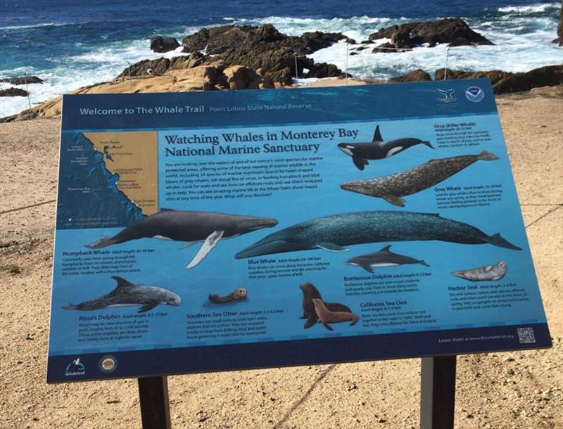 Point Lobos Tide Chart