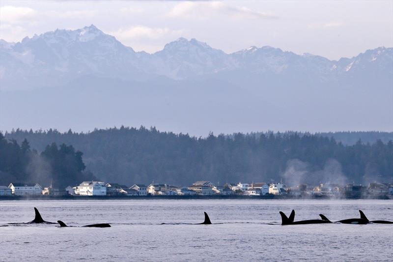 Orcas from pod J in Puget Sound just west of Seattle. The number of orcas in the area, listed as endangered since 2005, has dwindled to a 30-year low photo copyright Elaine Thompson / Associated Press taken at  and featuring the Cruising Yacht class