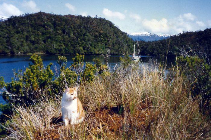 Ginger, the cruising cat from Nanook of the North. Ginger's photo album was a great inspiration to us photo copyright Laurence Roberts and Mary Anne Unrau taken at  and featuring the Cruising Yacht class