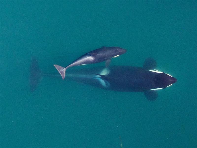 This aerial photograph of J50 was shot during her first year, swimming with J16, her mother, in 2015 - photo © John Durban (NOAA Fisheries), Holly Fearnbach (SR3), and Lance Barrett-Lennard