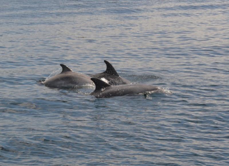 Dolphins near Sada photo copyright SV Red Roo taken at  and featuring the Cruising Yacht class