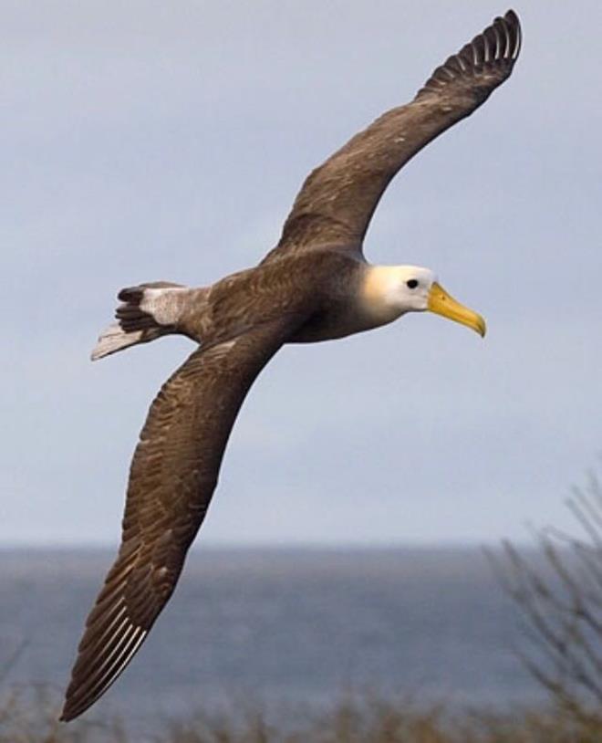 Bird - Cruising Flinders Island photo copyright The Wooden Boat Shop taken at  and featuring the Cruising Yacht class