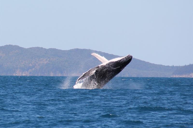 World ARC - Wale - photo © World Cruising