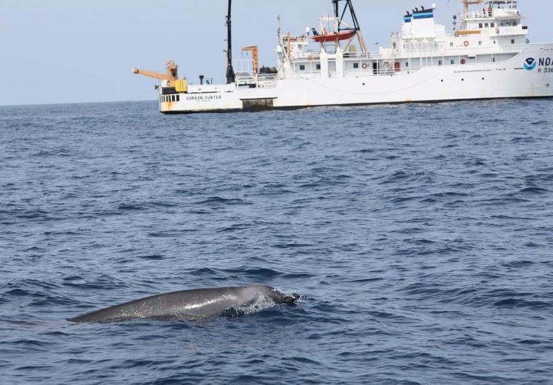 A True's beaked whale surfaces not far from the NOAA Ship Gordon Gunter photo copyright NOAA Fisheries taken at  and featuring the Cruising Yacht class