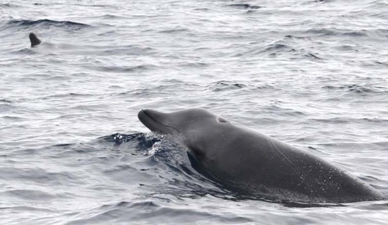 True's beaked whales on the surface - photo © NOAA Fisheries