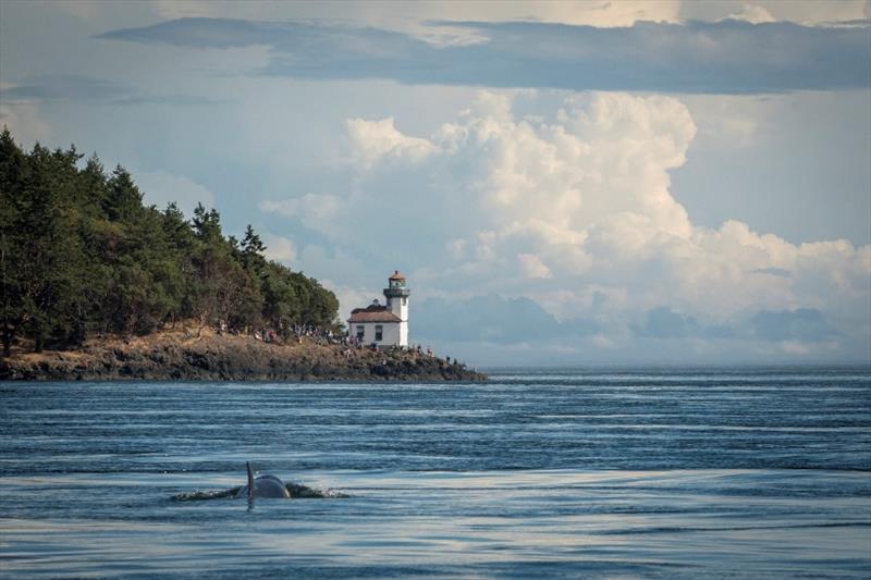J50 swims towards Lime Kiln Point State Park on San Juan Island photo copyright Katy Foster / NOAA Fisheries taken at  and featuring the Cruising Yacht class
