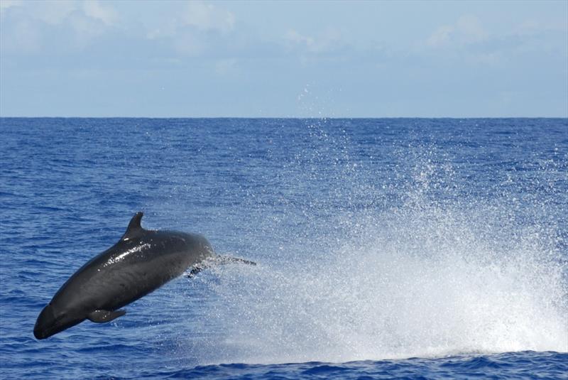 A false killer whale, a rare sight in the Hawaiian Islands - photo © NOAA Fisheries / Adam Ü