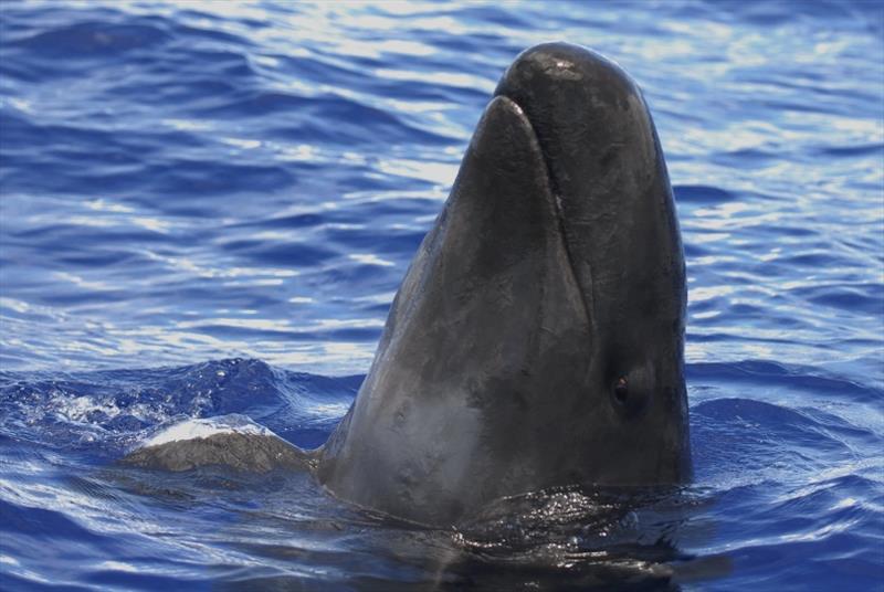 A false killer whale spy hops photo copyright NOAA Fisheries / Adam Ü taken at  and featuring the Cruising Yacht class