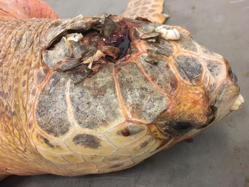 Loggerhead turtle with head injury, Core Sound, NC photo copyright Matt Godfrey / NC Wildlife Resources Commission taken at  and featuring the Cruising Yacht class