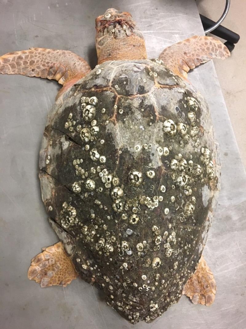 Loggerhead sea turtle with head injury, Core Sound, NC photo copyright Matt Godfrey / NC Wildlife Resources Commission taken at  and featuring the Cruising Yacht class