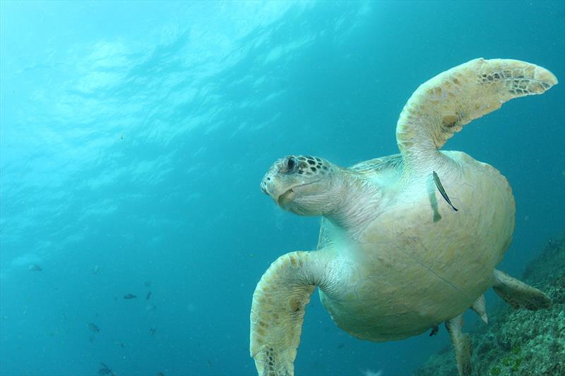 A healthy green sea turtle is cleaned by a cleaner wrasse after enjoying a meal of jellyfish off of North Stradbroke Island photo copyright Kathy Townsend, University of Sunshine Coast taken at  and featuring the Cruising Yacht class