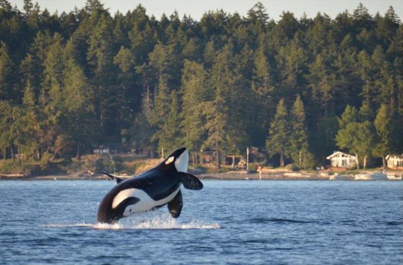 A Southern Resident killer whale breaches in Puget Sound photo copyright Monika Wieland Shields taken at  and featuring the Cruising Yacht class