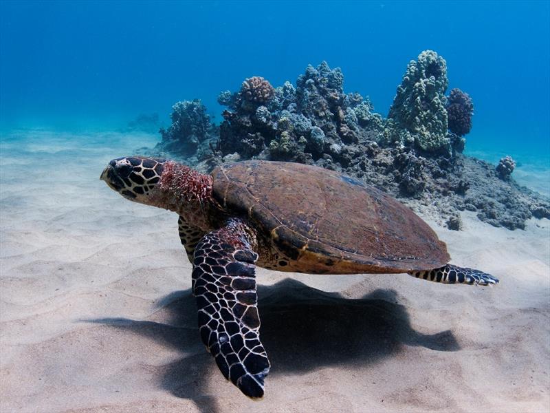 An adult hawksbill swimming in the waters of Hawaii photo copyright NOAA Fisheries / Don Mcleish taken at  and featuring the Cruising Yacht class