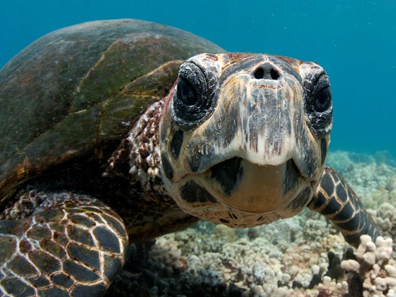 Close up of a Hawaiian hawksbill as it looks into the camera - photo © NOAA Fisheries / Don Mcleish