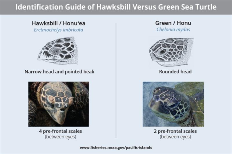 Two species of sea turtle live in Hawaiian nearshore waters. Learn how to identify green versus hawksbill turtles. Report any sighting of hawksbills to NOAA (1-888-256-9840). - photo © NOAA Fisheries