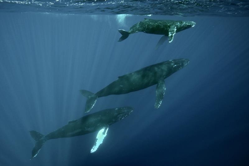 Humpback whales - photo © Hawaiian Islands Humpback Whale National Marine Sanctuary / Ed Lyman