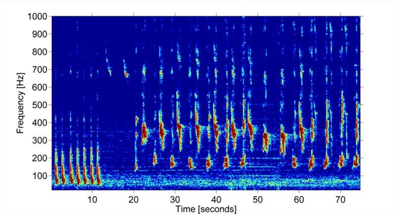 A spectrogram of humpback whale song. - photo © NOAA Fisheries
