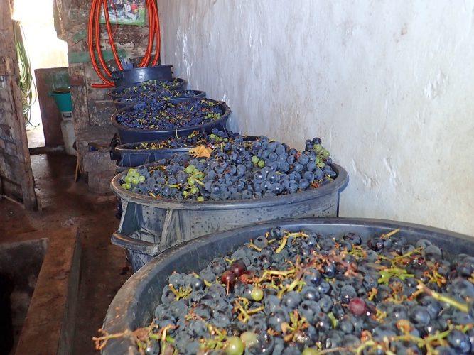 Grapes freshly picked and ready to be stomped (barefoot of course) and pressed. - photo © Rod Morris